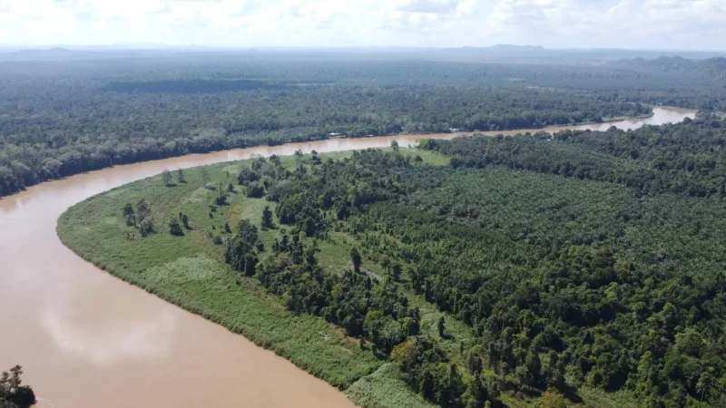 Kinabatangan_River_04