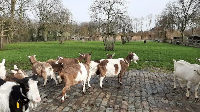 Kinderboerderij_De_Hofstede_02