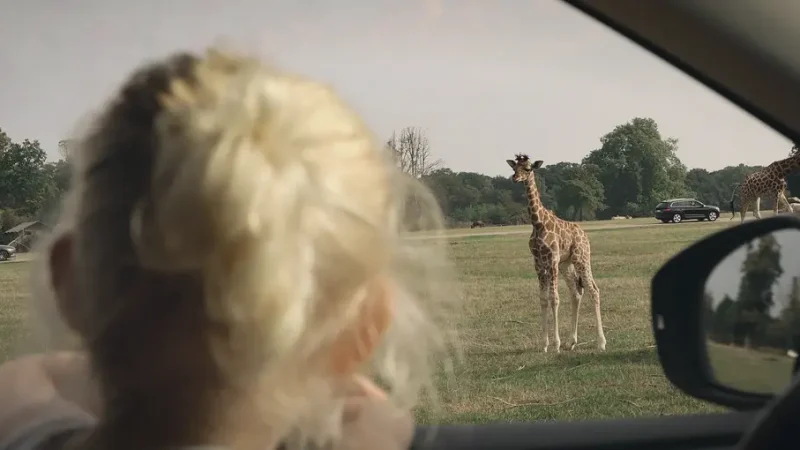 Knuthenborg Safari Park – Open wildlife park(4)