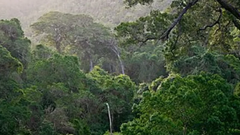 Knysna_Forests_тАУ_Indigenous_woodland_areas_03