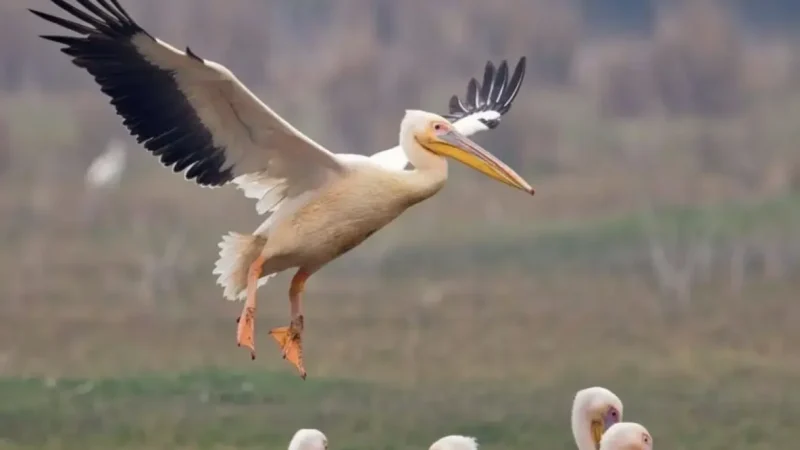 Kokkilai Bird Sanctuary 04