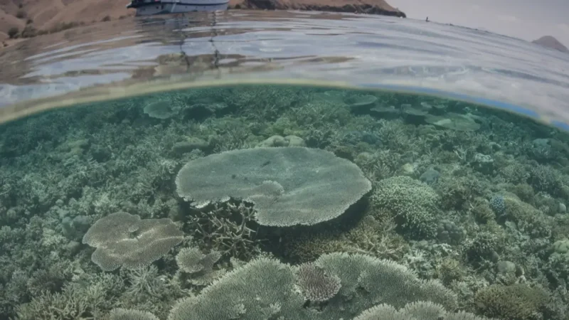 Komodo National Park(6)