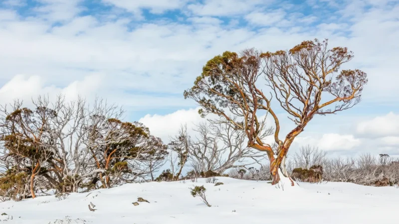 Kosciuszko National Park – Alpine landscapes and walks(1)