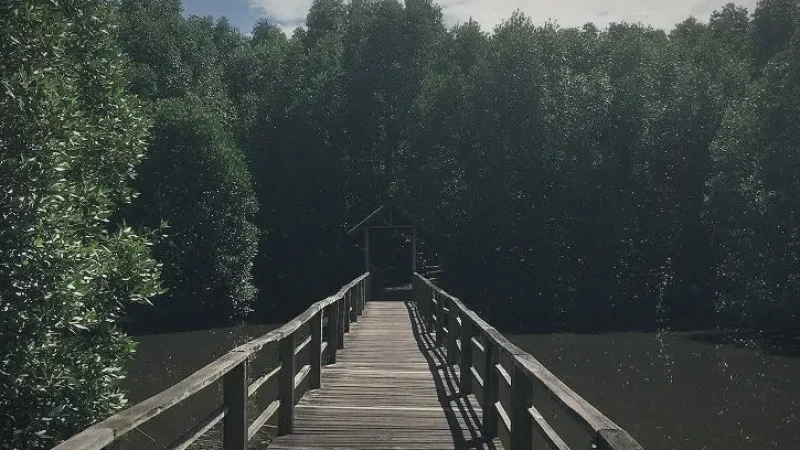 Kota Kinabalu Wetlands(3)