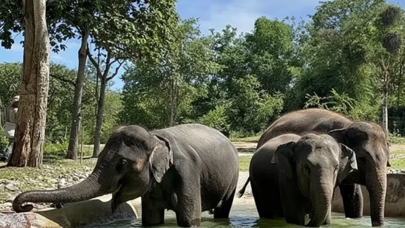 Krabi Elephant Sanctuary(1)