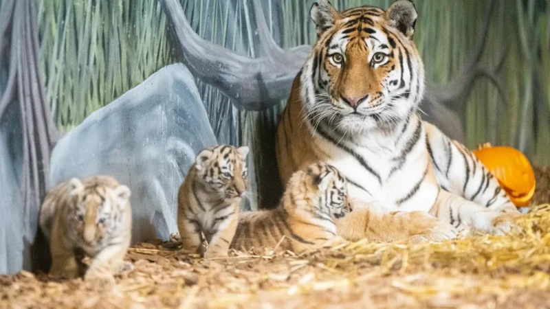 Kristiansand Zoo and Amusement Park – Major family attraction(6)