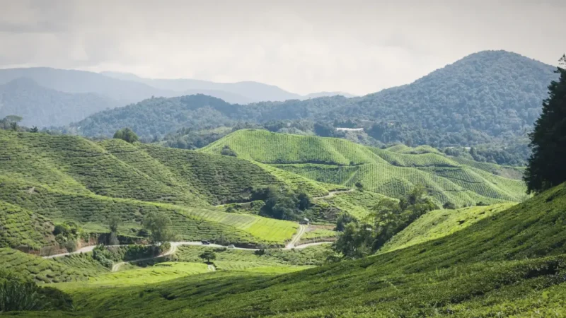 Kuala Terla Tea Plantation(3)