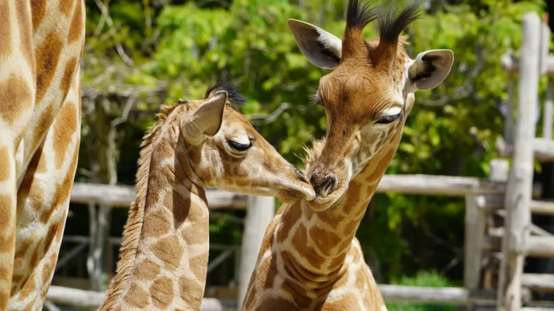 La Flèche Zoo(2)