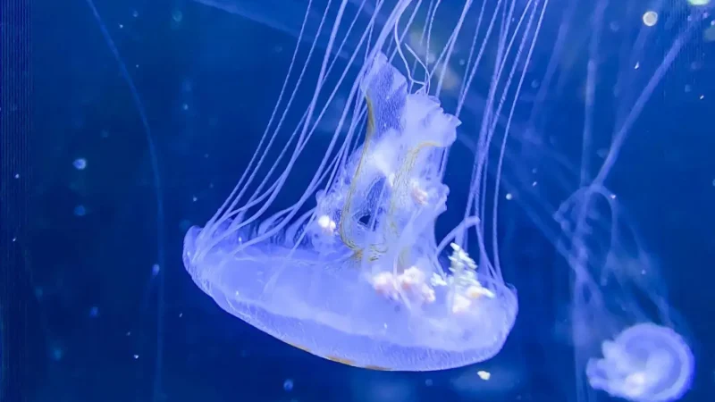 La Rochelle Aquarium – One of Europe’s best aquariums(6)