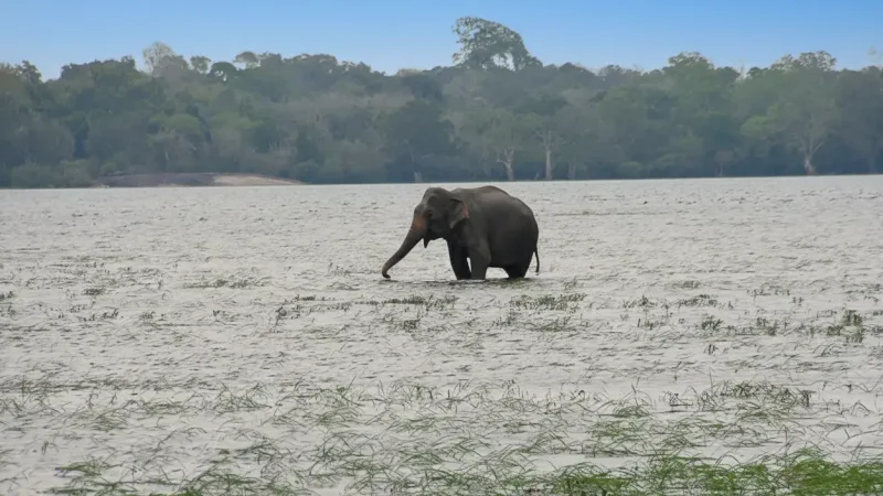 Lahugala Kitulana National Park 02