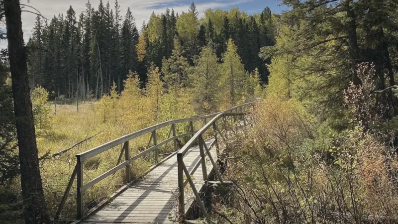 Lakeside Boardwalks – Easy walking paths(6)