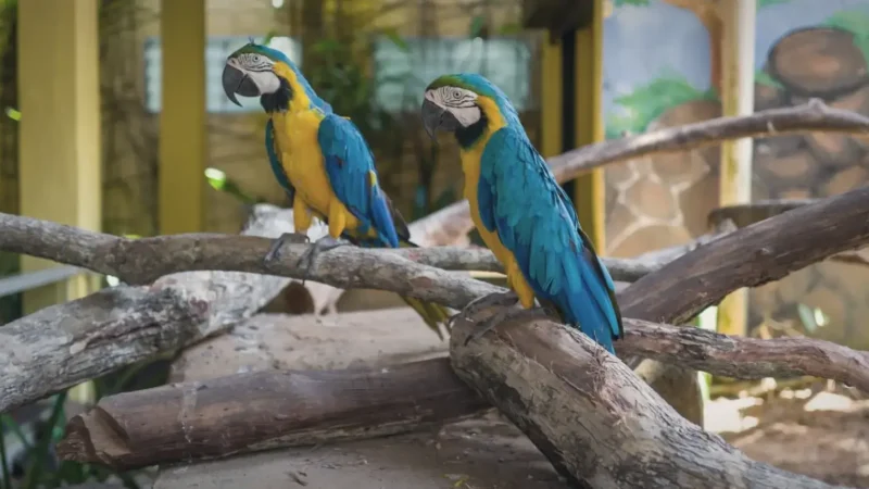 Langkawi Bird Paradise(4)