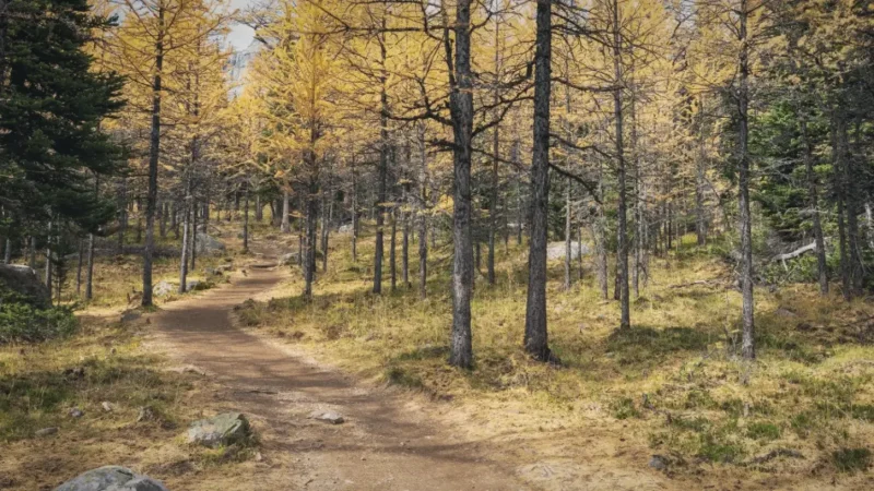 Larch Valley Trail – Seasonal hiking area(2)