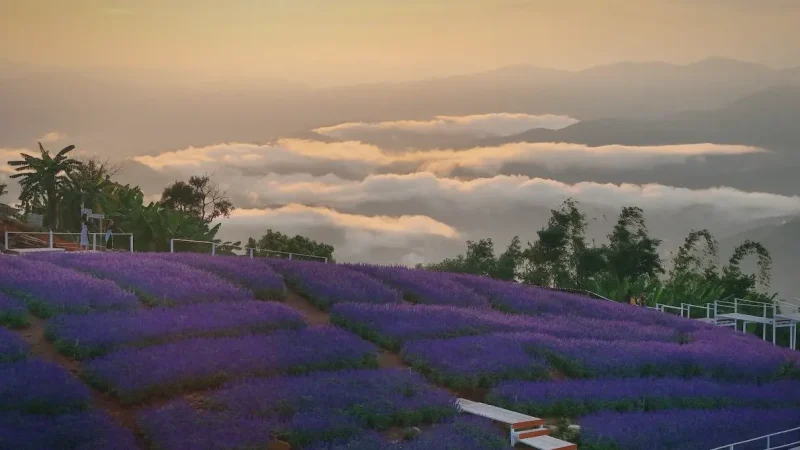 Lavender Garden (Gohtong Jaya)(5)