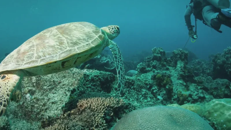 Lekuan Dive Site(1)