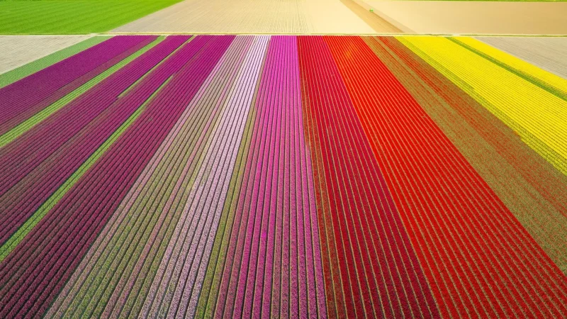 Lelystad_Flower_Fields_06
