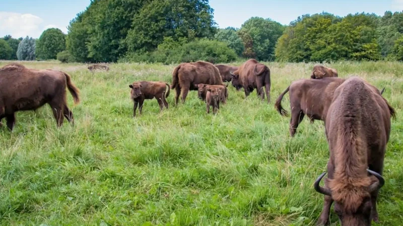 Lelystad_Nature_Park_(Natuurpark_Lelystad)_02