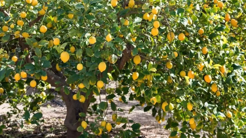 Lemonodasos_(Poros)_04