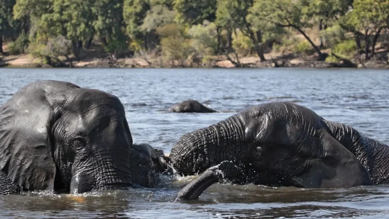 Letaba_River_тАУ_Wildlife_viewing_area_02