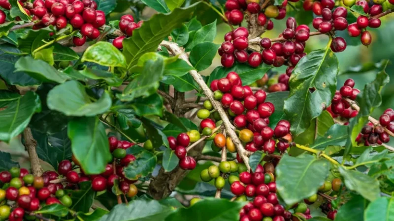 Local Coffee Farms(5)