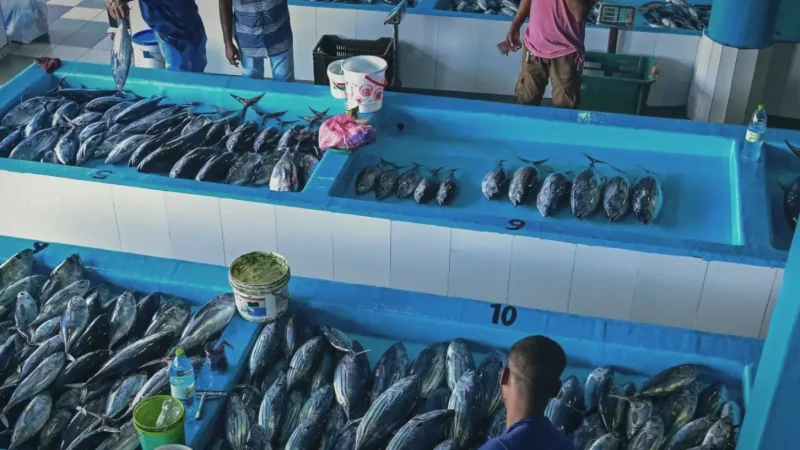 Local Fish Market(4)