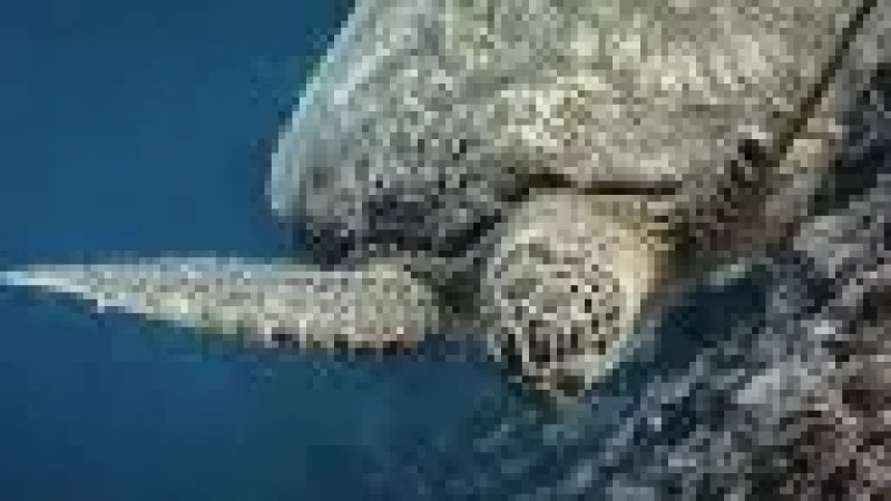 Local Marine Life Spots –(3)