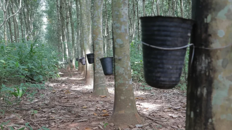 Local Rubber Plantations (Củ Chi)(1)