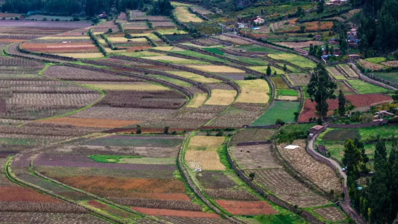 Local_Farms_–_Agricultural_areas__02