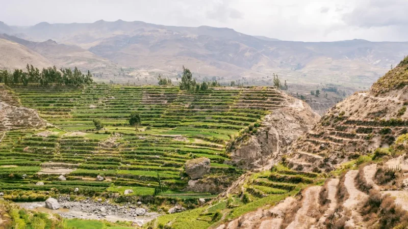 Local_Farms_–_Andean_agriculture_areas__02