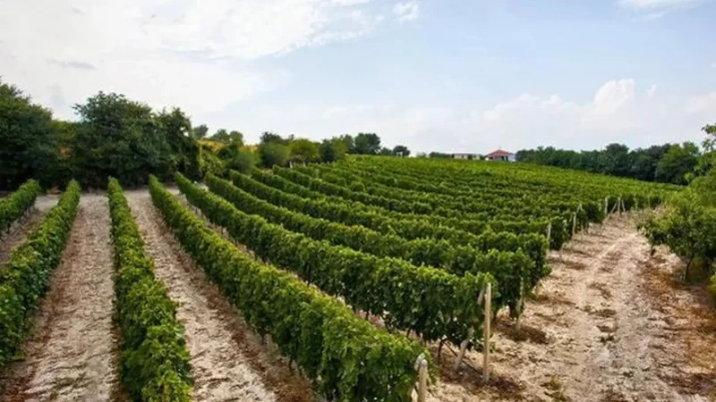Local_Wineries_03