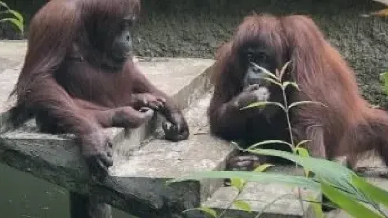 Lok Kawi Wildlife Park(3)