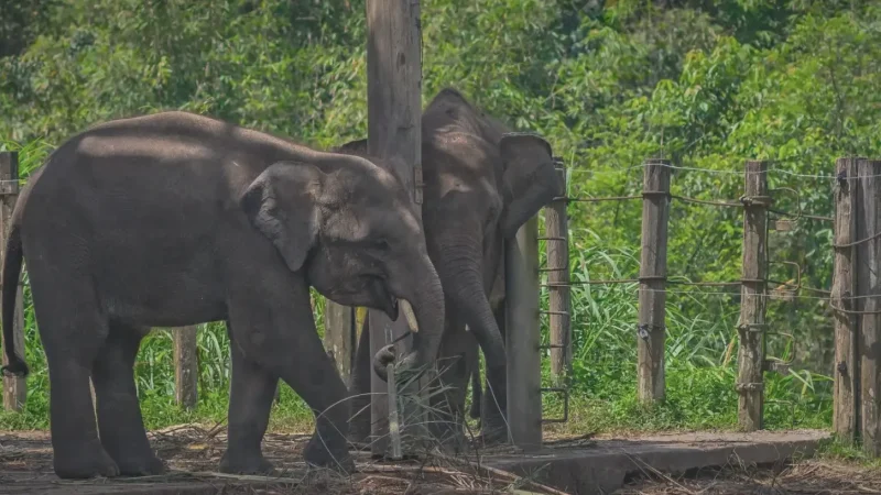 Lok Kawi Wildlife Park(5)