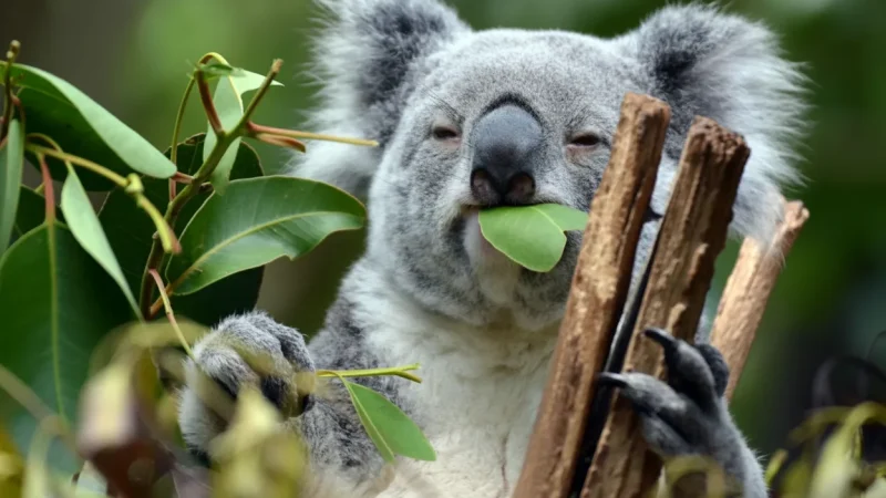 Lone Pine Koala Sanctuary – Native wildlife experience(6)