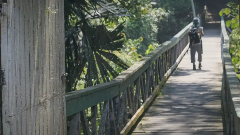 Lowland Dipterocarp Forest Trail(4)