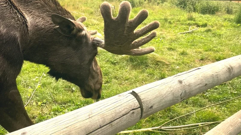 Lycksele Zoo – Nordic wildlife(1)