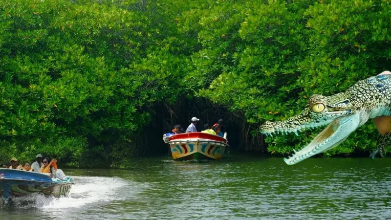 Madu Ganga River Safari1
