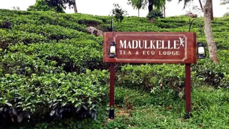 Madulkelle Tea Estates6