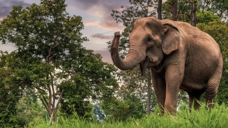 Mae Sa Elephant Camp(1)