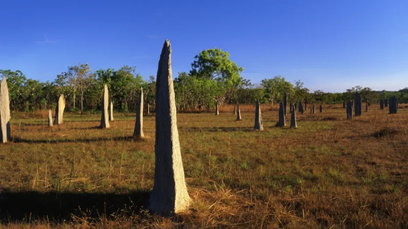 Magnetic Termite Mounds – Tall magnetic termite structures(4)