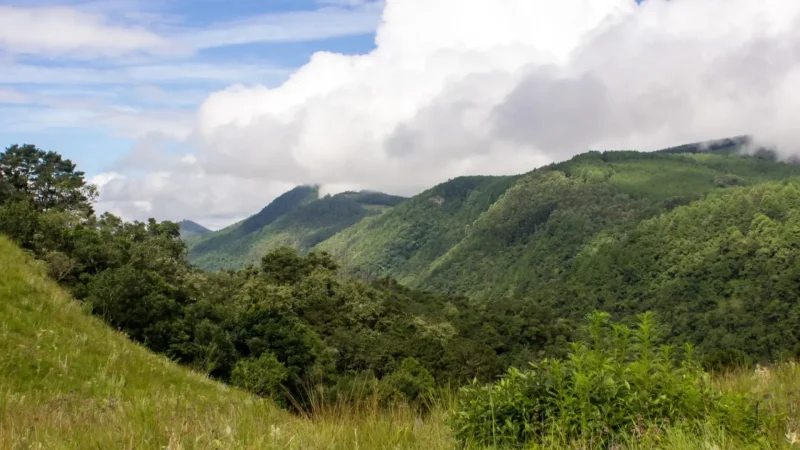 Magoebaskloof_Forest_тАУ_Misty_mountain_landscapes_05