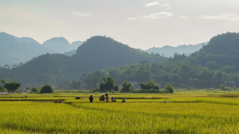 Mai Châu Rice Fields – Wide open scenic fields(3)