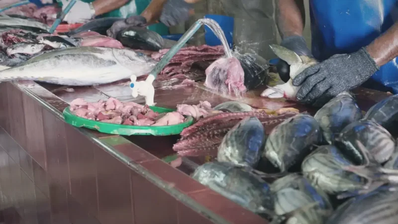 Malé Fish Market(6)