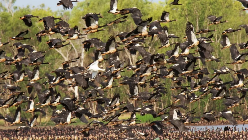 Mamukala Wetlands – Birdwatching Area(4)