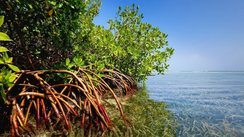 Mangrove Areas – Coastal Ecosystems(3)