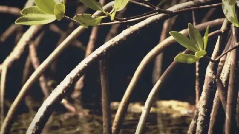 Mangrove Areas – Wildlife observation(1)