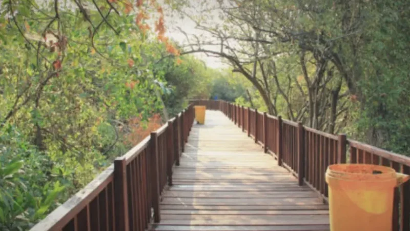 Mangrove Ecotour Wonorejo(2)