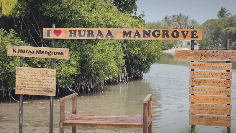 Mangrove Viewpoint(1)