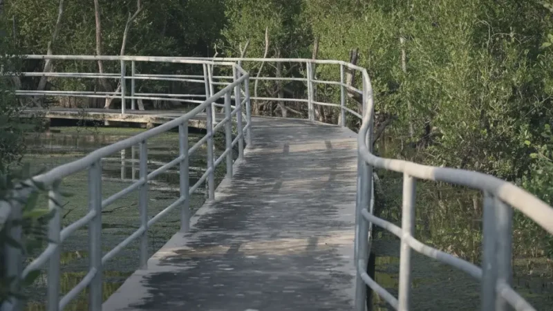 Mangrove Walks – Nature trails near the coast(2)