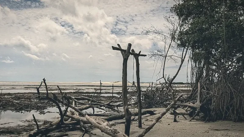 Mangue Seco – Mangrove area(3)