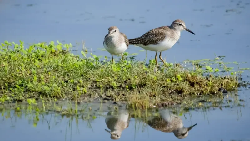 Mannar Bird Sanctuary 03